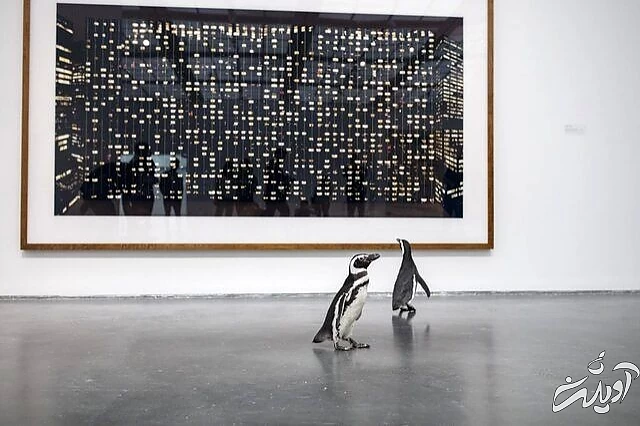 پنگوئن‌هایی که به آثار هنری علاقه‌ دارند/